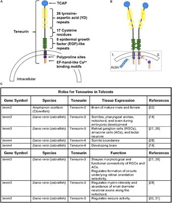 Teneurins and Teneurin C-Terminal Associated Peptide (TCAP) in Metabolism: What’s Known in Fish?